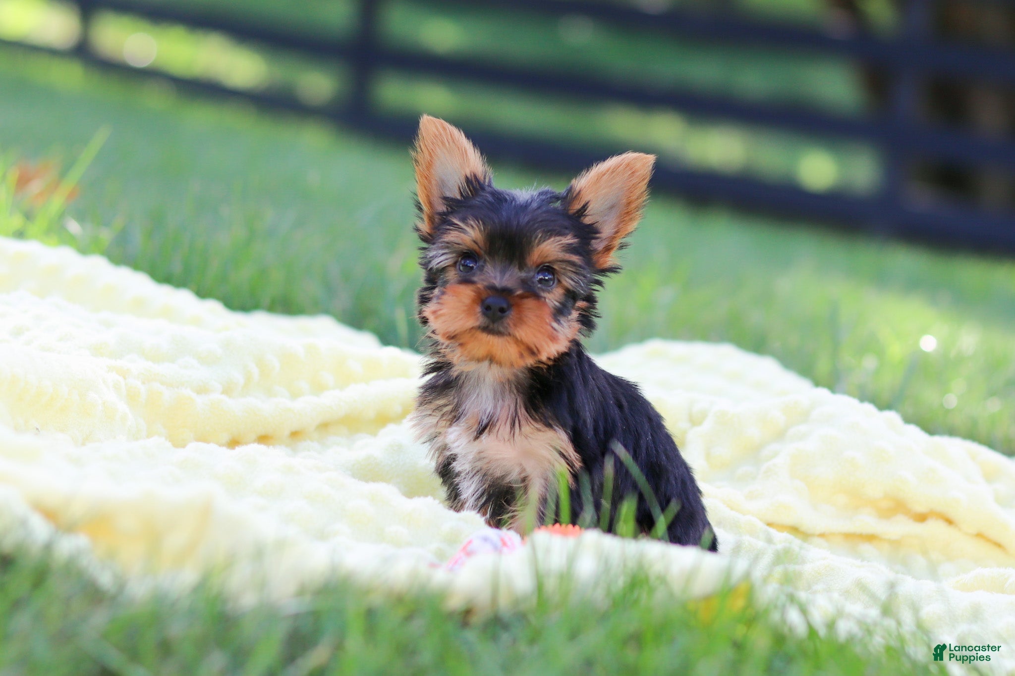 Yorkshire Terrier dogs Miranda - Ad 2