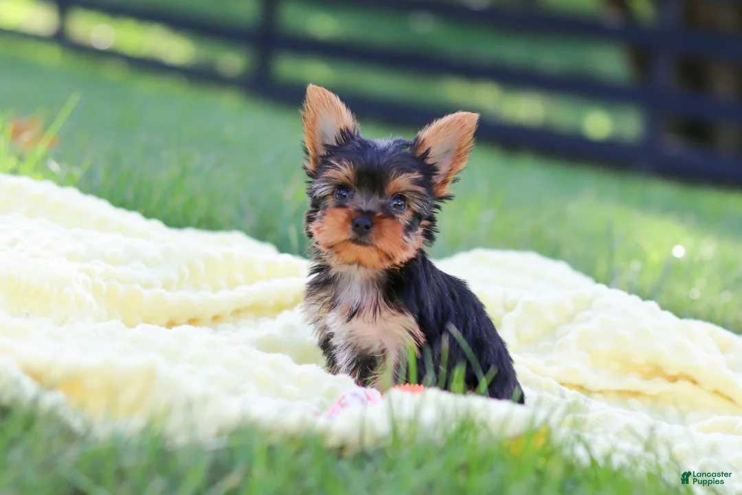 Yorkshire Terrier dogs for sale: Miranda - Ad 2