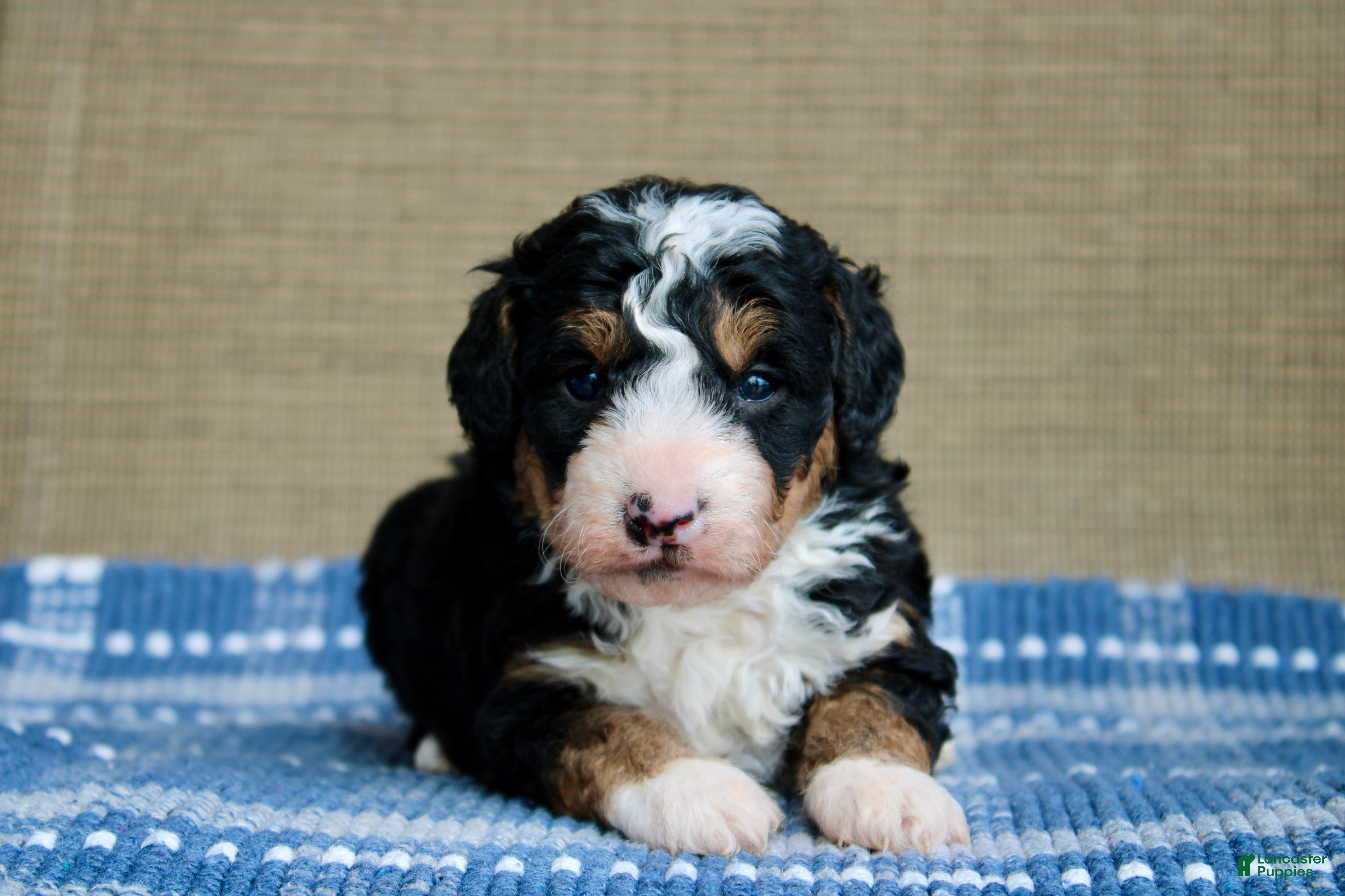 Mini Bernedoodle dogs Ranger  - Ad 1