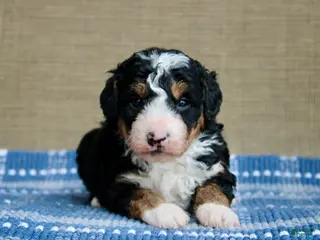 Mini Bernedoodle dogs for sale: Ranger - Ad 4