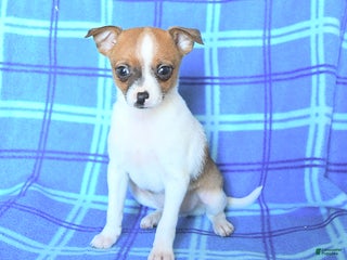 Chihuahua dogs - Ad 35