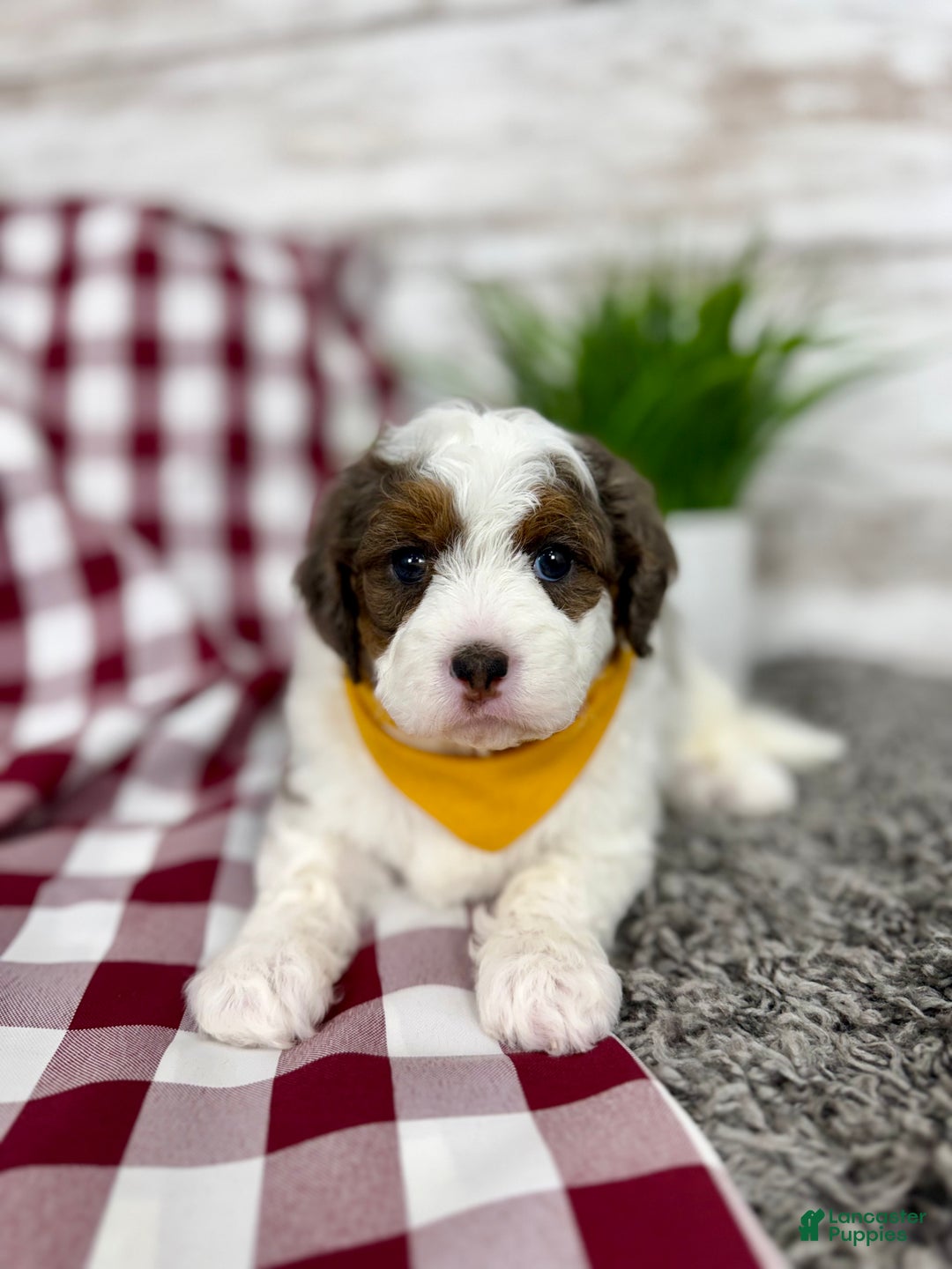 Mini Bernedoodle dogs for sale: Daisy - Ad 5