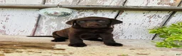 Labrador Retriever dogs for sale: Summer - Ad 5