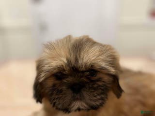 Shih Tzu dogs Julie - Ad 35