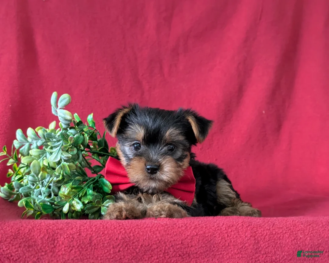 Yorkshire Terrier dogs for sale: Murphy - Ad 7
