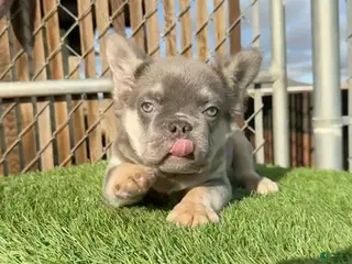 French Bulldog dogs ROCKY - LILAC TAN FLUFFY COMPACT HANDSOME PRINCE IN LA CA - USA DELIVERY - Ad 24