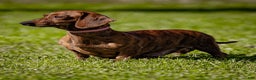 Dachshund dogs for sale: Cooper - Ad 6
