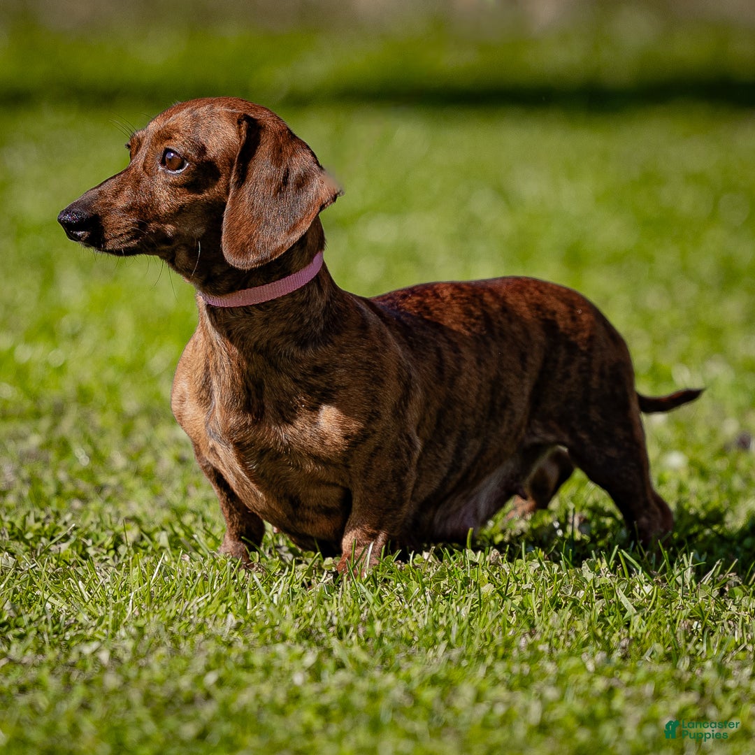 Dachshund dogs for sale: Cooper - Ad 6