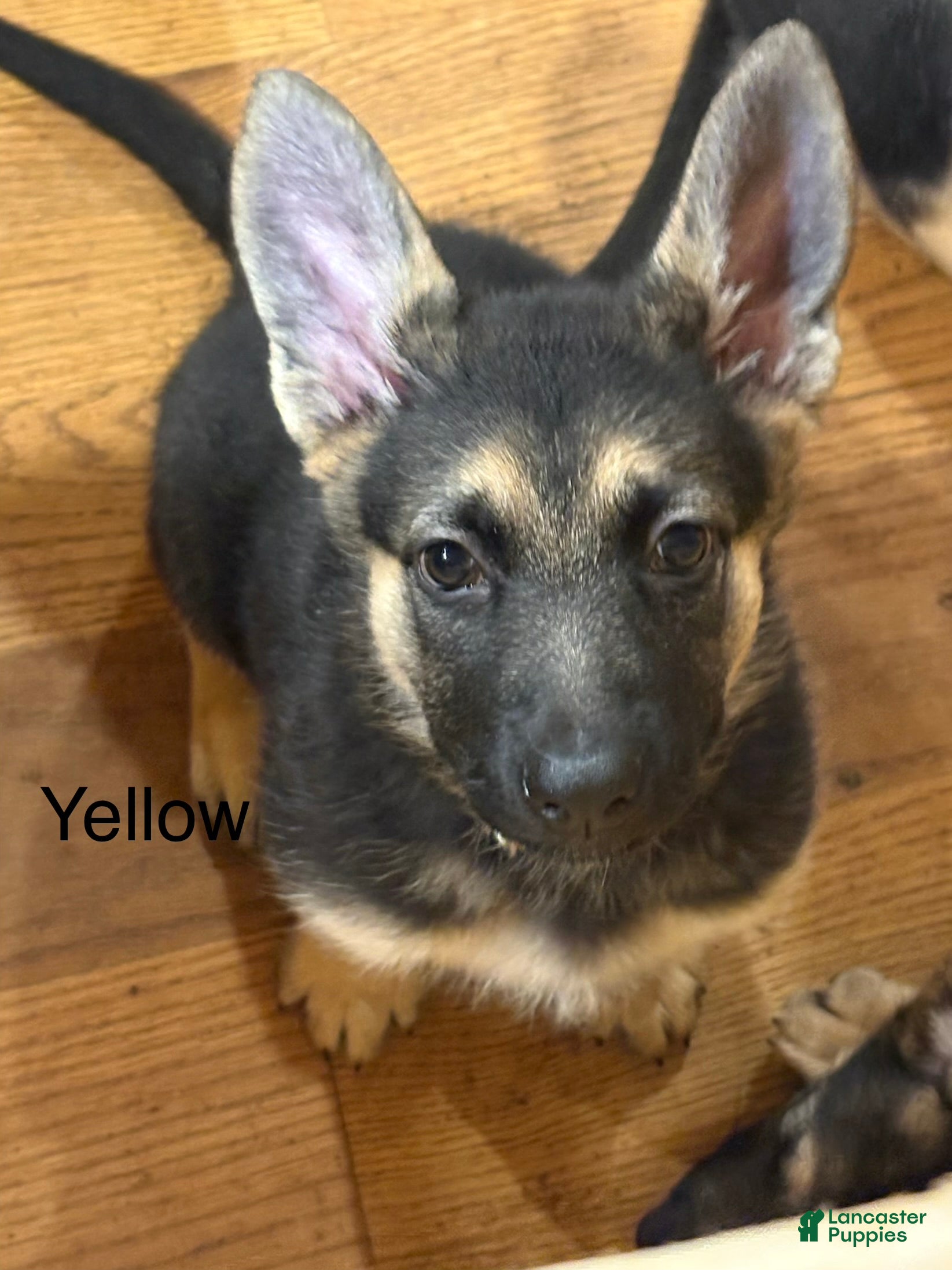 German Shepherd dogs Yellow - Ad 1
