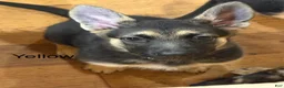 German Shepherd dogs for sale: Yellow - Ad 1