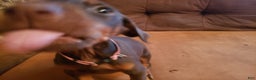 Doberman Pinscher dogs for sale: Armana - Ad 1