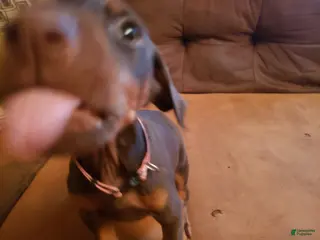 Doberman Pinscher dogs Armana - Ad 23