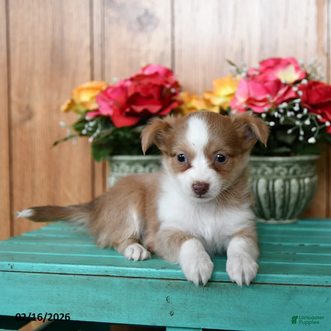 Chihuahua dogs for sale: Lake  - Ad 2