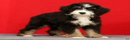 Mini Bernedoodle dogs for sale: Ranger - Ad 2