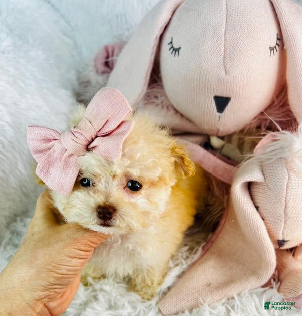 Miniature Poodle dogs Miniature Poodle Puppy 1 - Ad 28