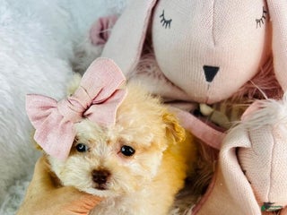 Miniature Poodle dogs Miniature Poodle Puppy 1 - Ad 18