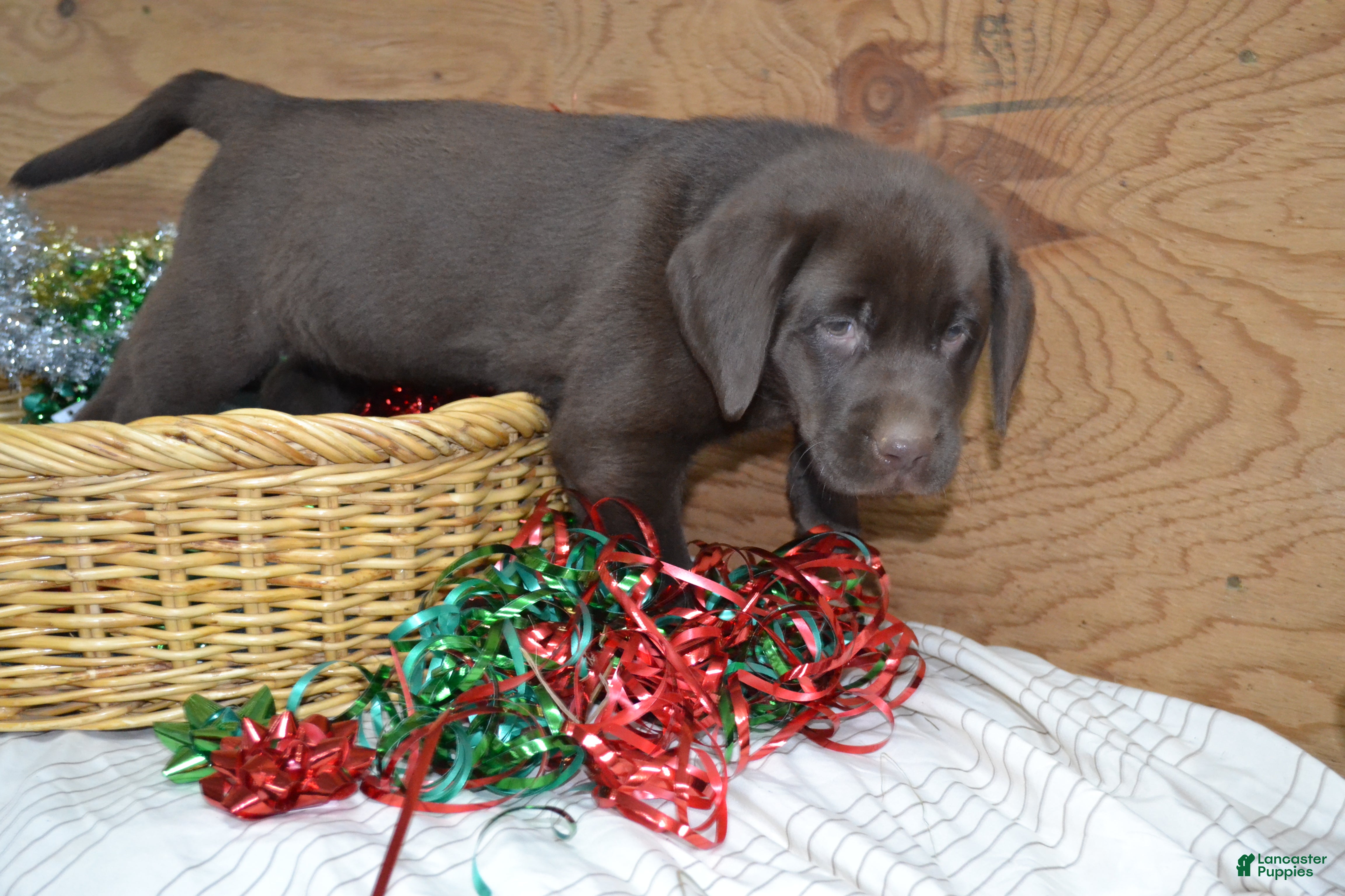 Labrador Retriever dogs Millie - Ad 5