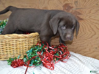 Labrador Retriever dogs Millie - Ad 12