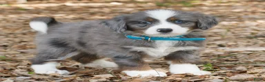 Cooper 