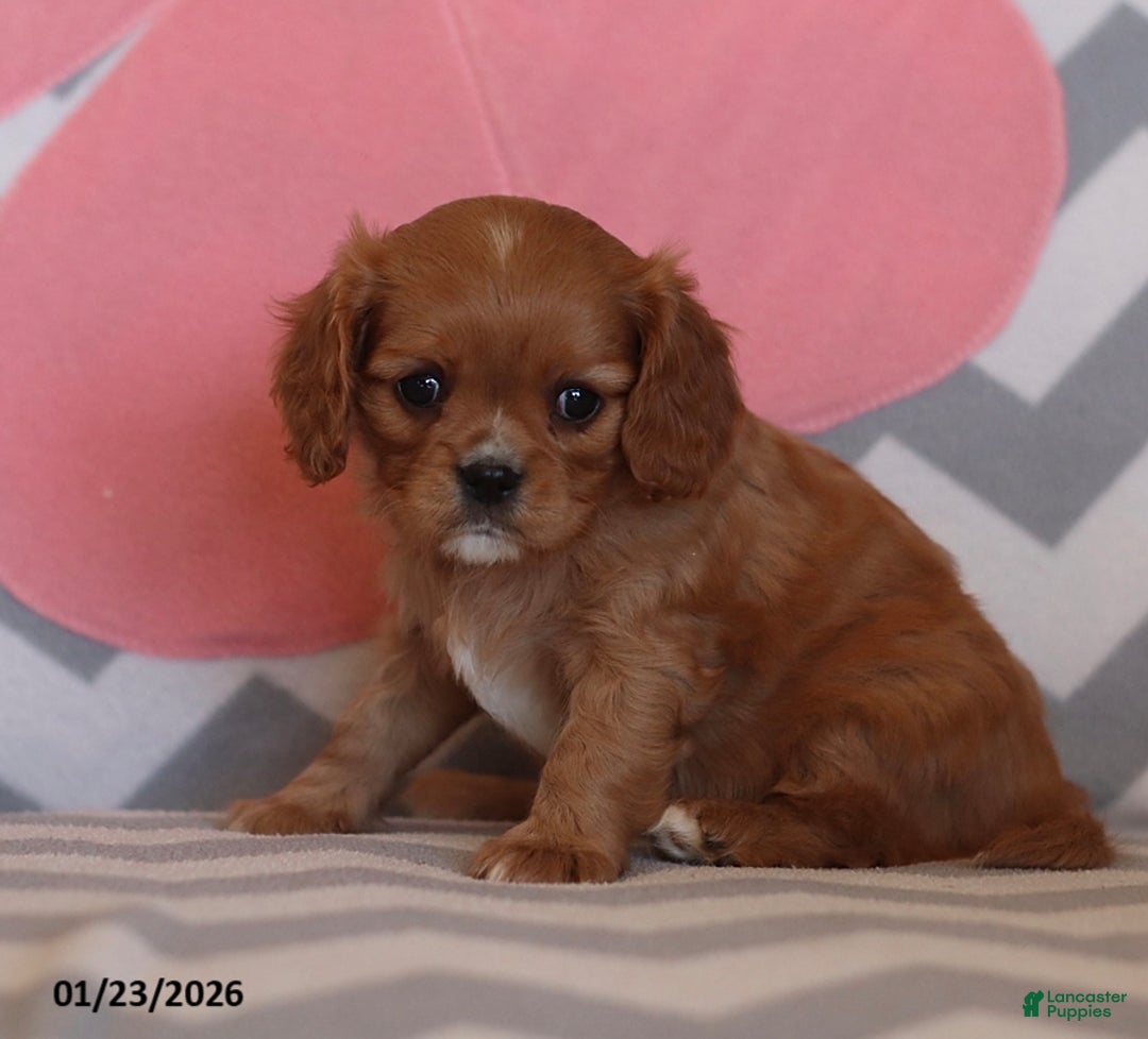 Cavalier King Charles Spaniel dogs for sale: Ivonna - Ad 5