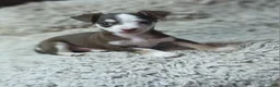 Chihuahua dogs for sale: Brownie boy - Ad 2