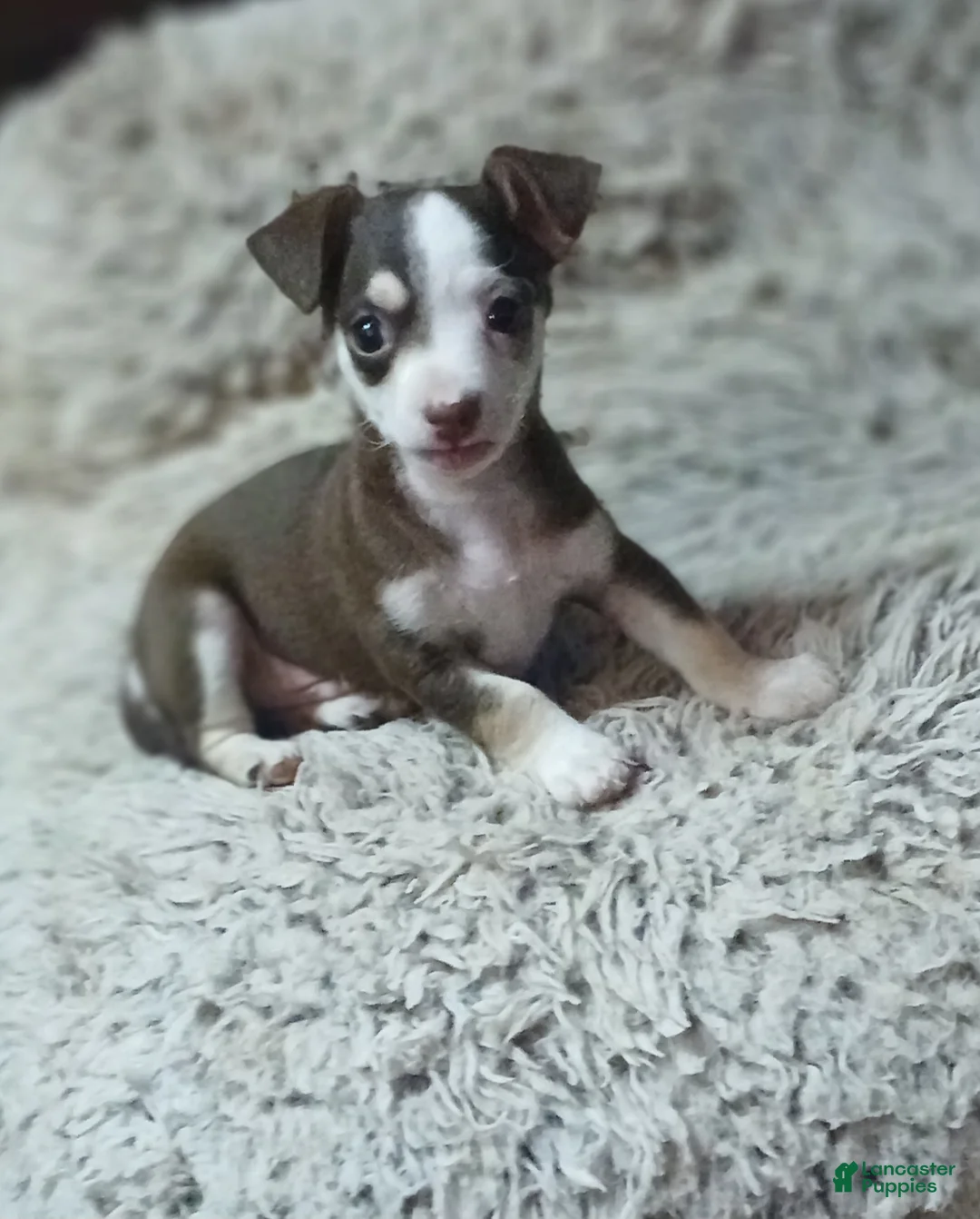 Chihuahua dogs for sale: Brownie boy - Ad 2