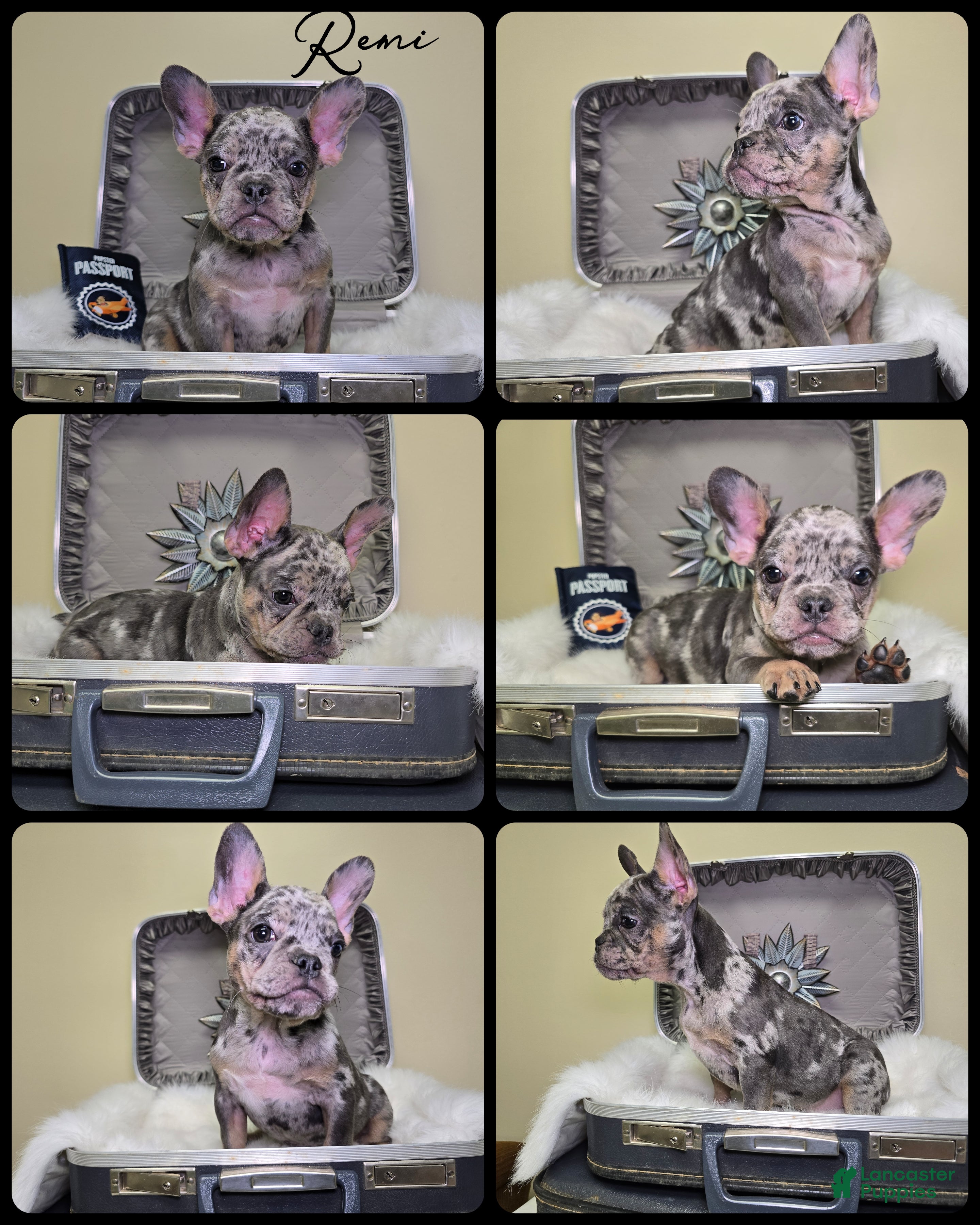 French Bulldog dogs Remi - Ad 9