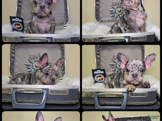 French Bulldog dogs Remi - Ad 31