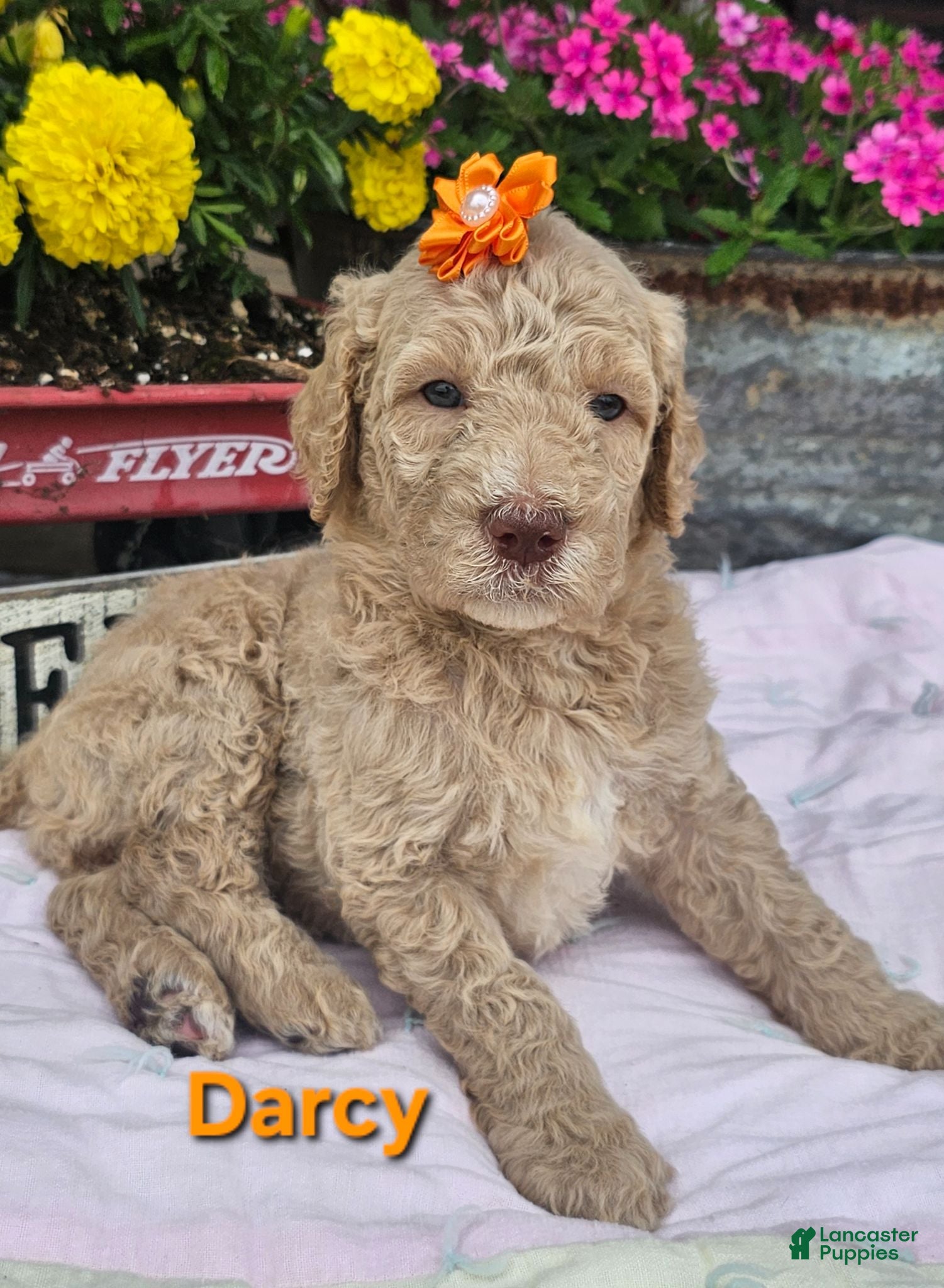 Goldendoodle dogs Darcy - Ad 1