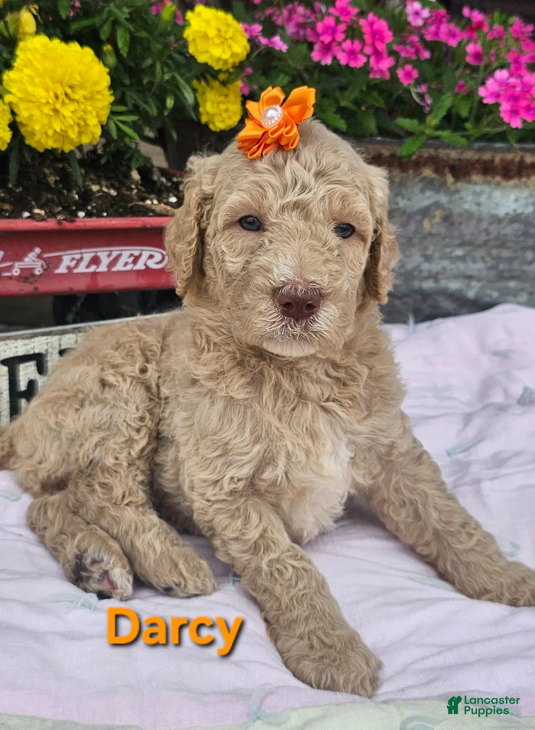 Goldendoodle dogs for sale: Darcy - Ad 1