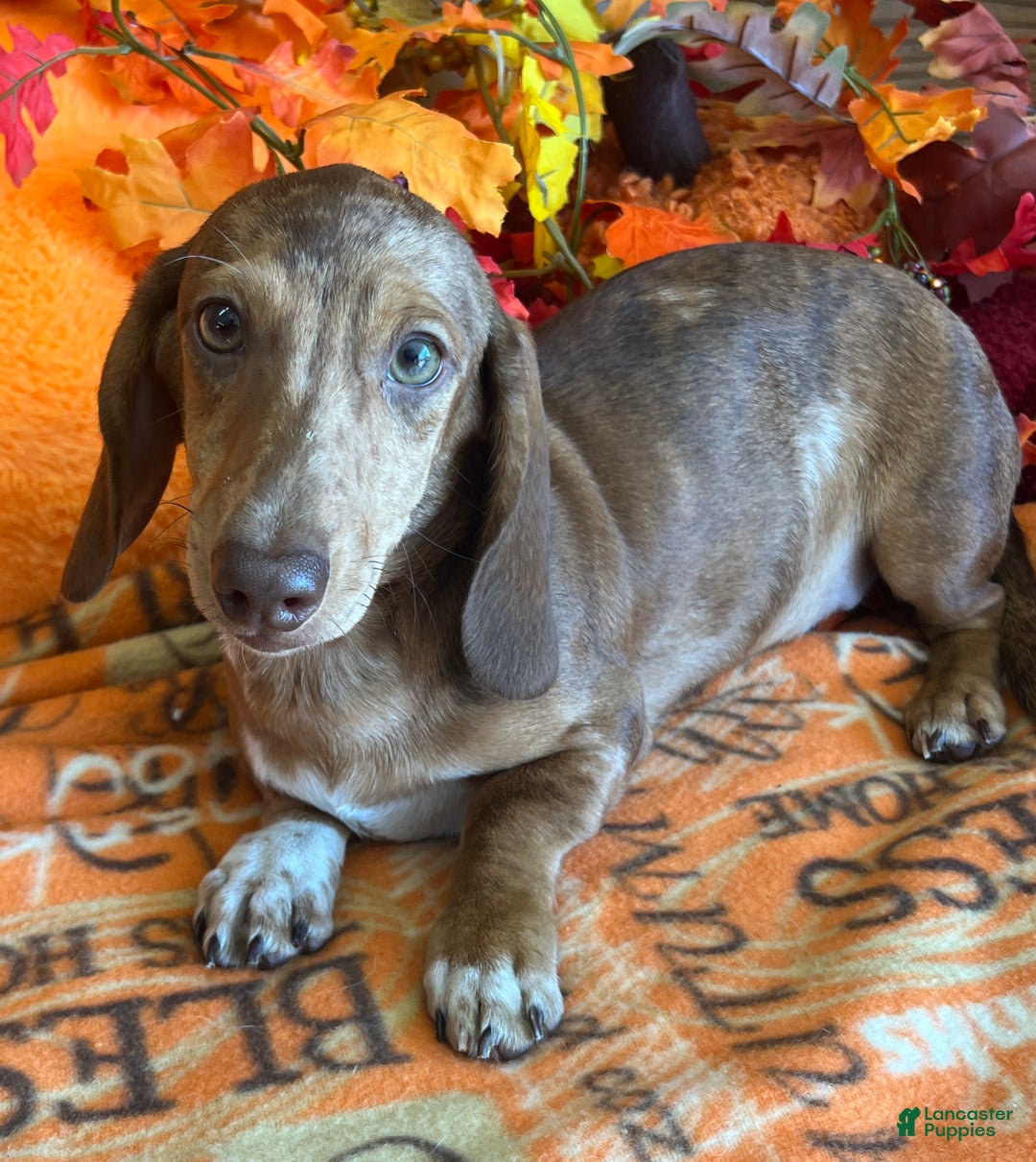Dachshund dogs for sale: Tanner - Ad 3