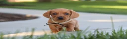 Miniature Dachshund dogs for sale: Bentley - Ad 3