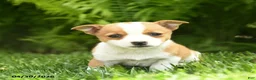 Mixed Breed dogs for sale: Dotty - Ad 2