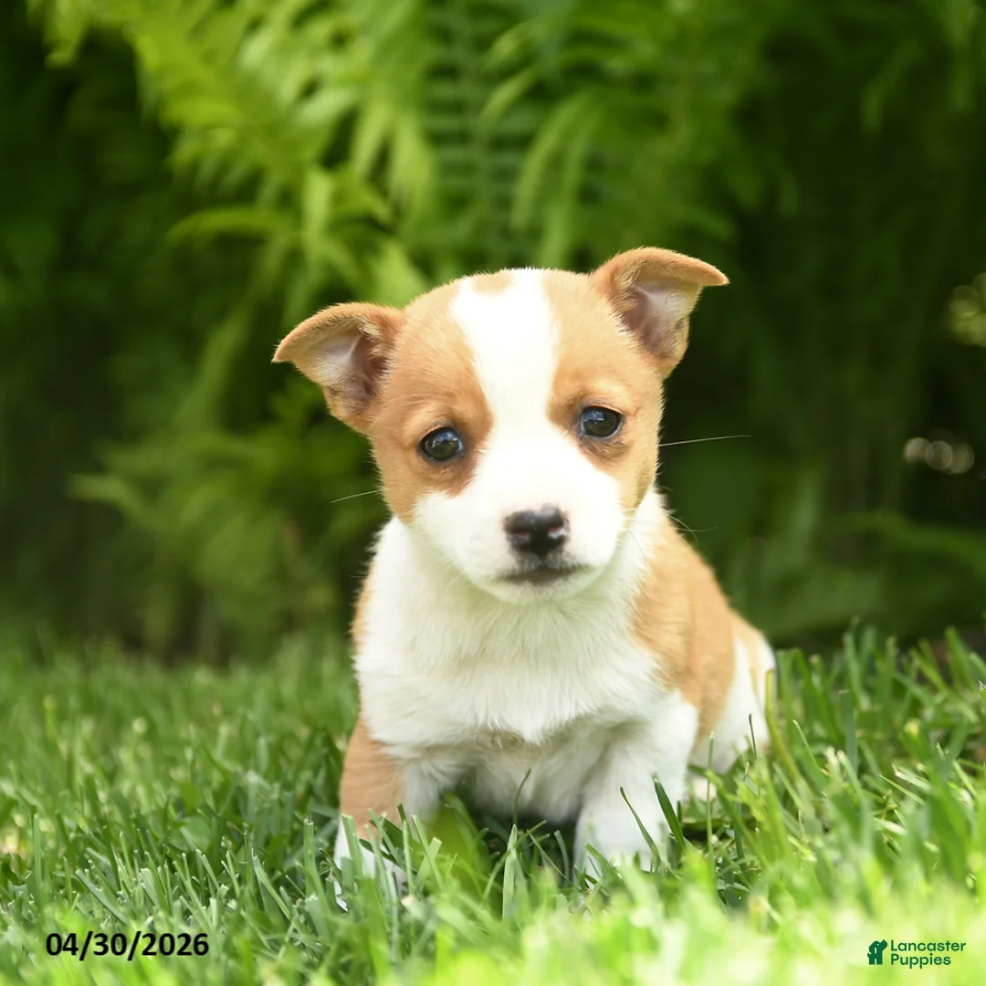 Mixed Breed dogs for sale: Dotty - Ad 2