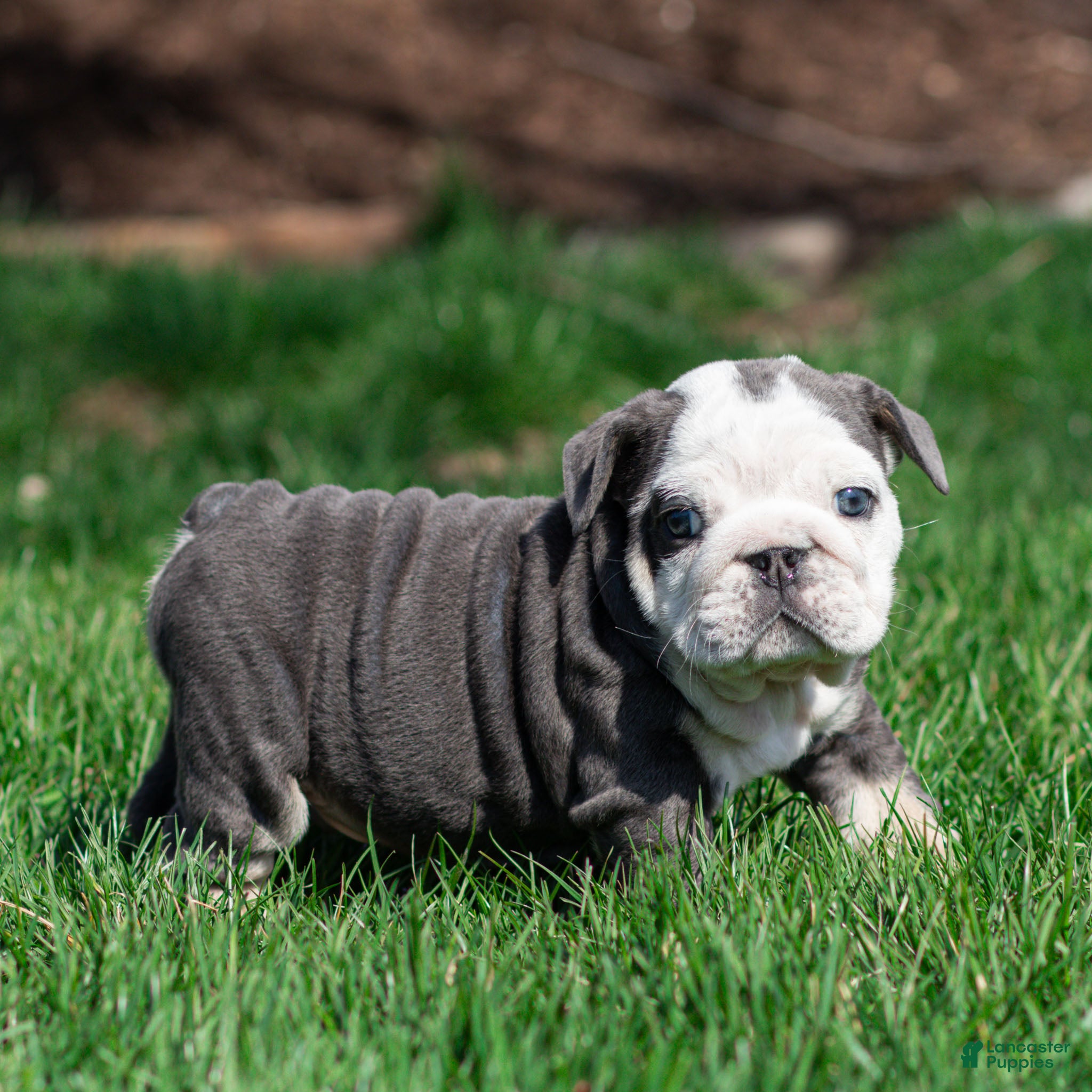 English Bulldog dogs Blue Harbor English Bulldog Puppy  - Ad 1