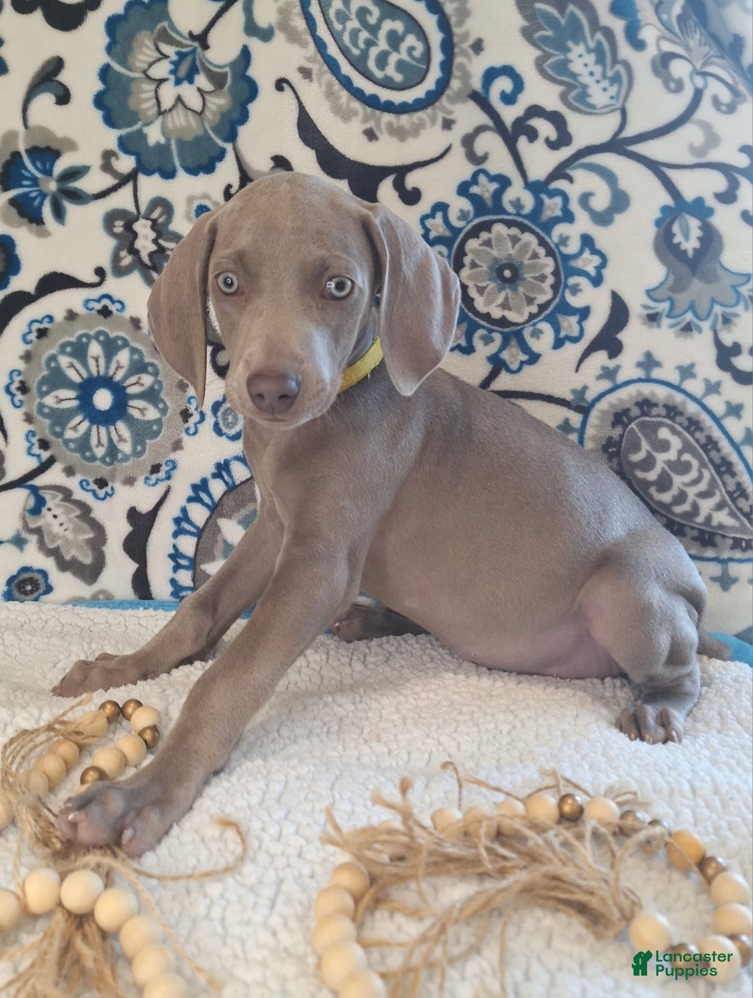 Weimaraner dogs for sale: Piper - Ad 6