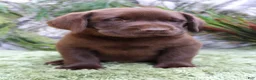 Labrador Retriever dogs for sale: Woody - Ad 7
