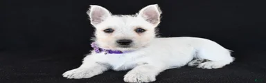Kara