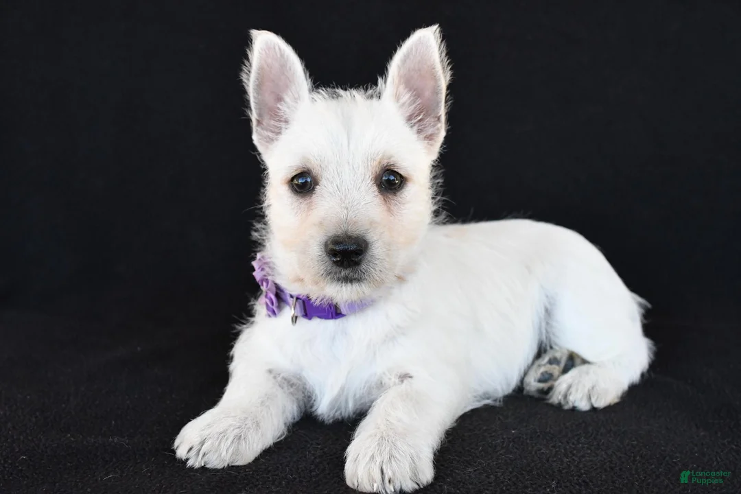 West Highland Terrier dogs for sale: Kara - Ad 1