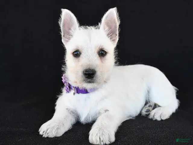 West Highland Terrier dogs for sale: Kara - Ad 1