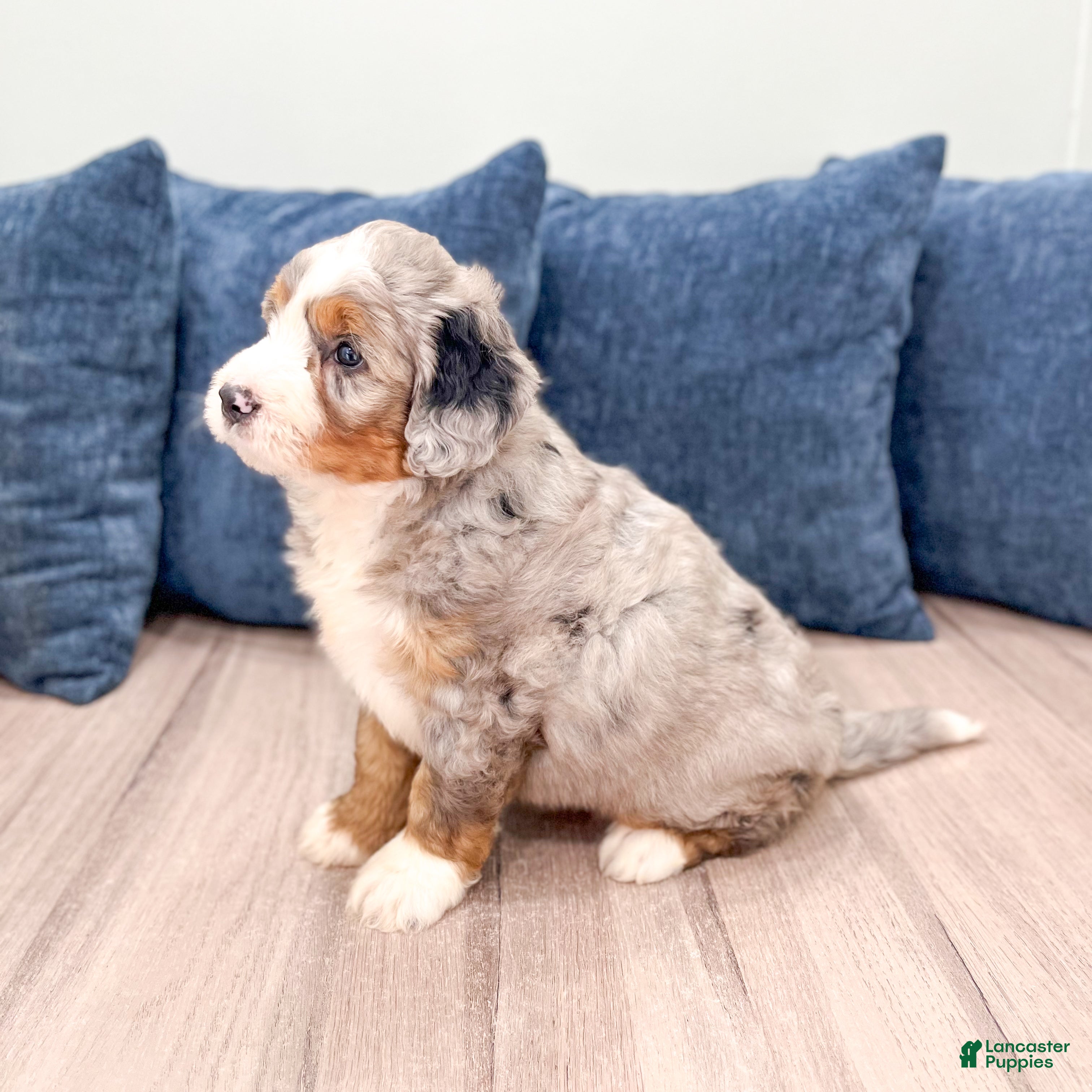 Mini Bernedoodle dogs for sale: Biscuit - Ad 4