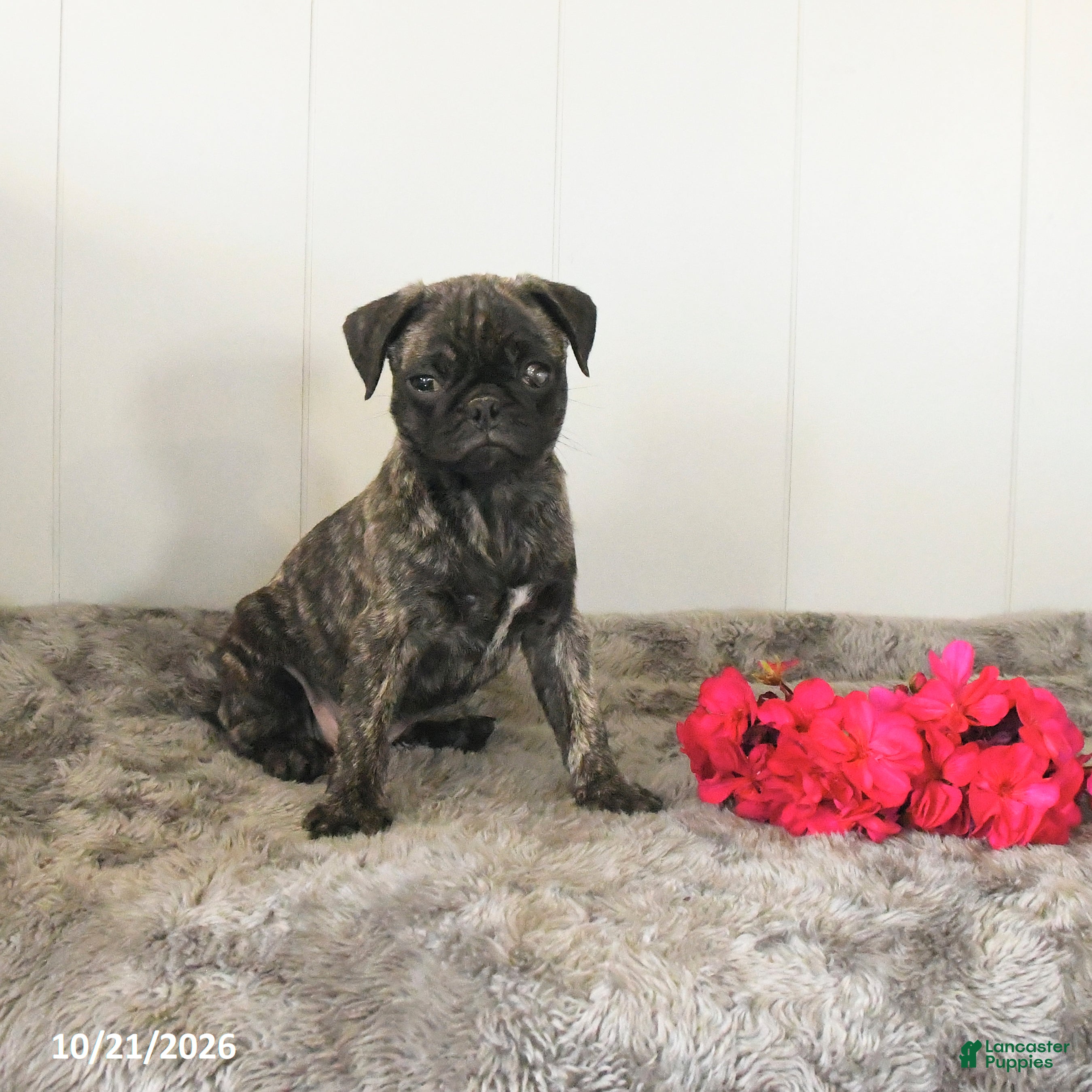 Pug dogs Midnight - Ad 2