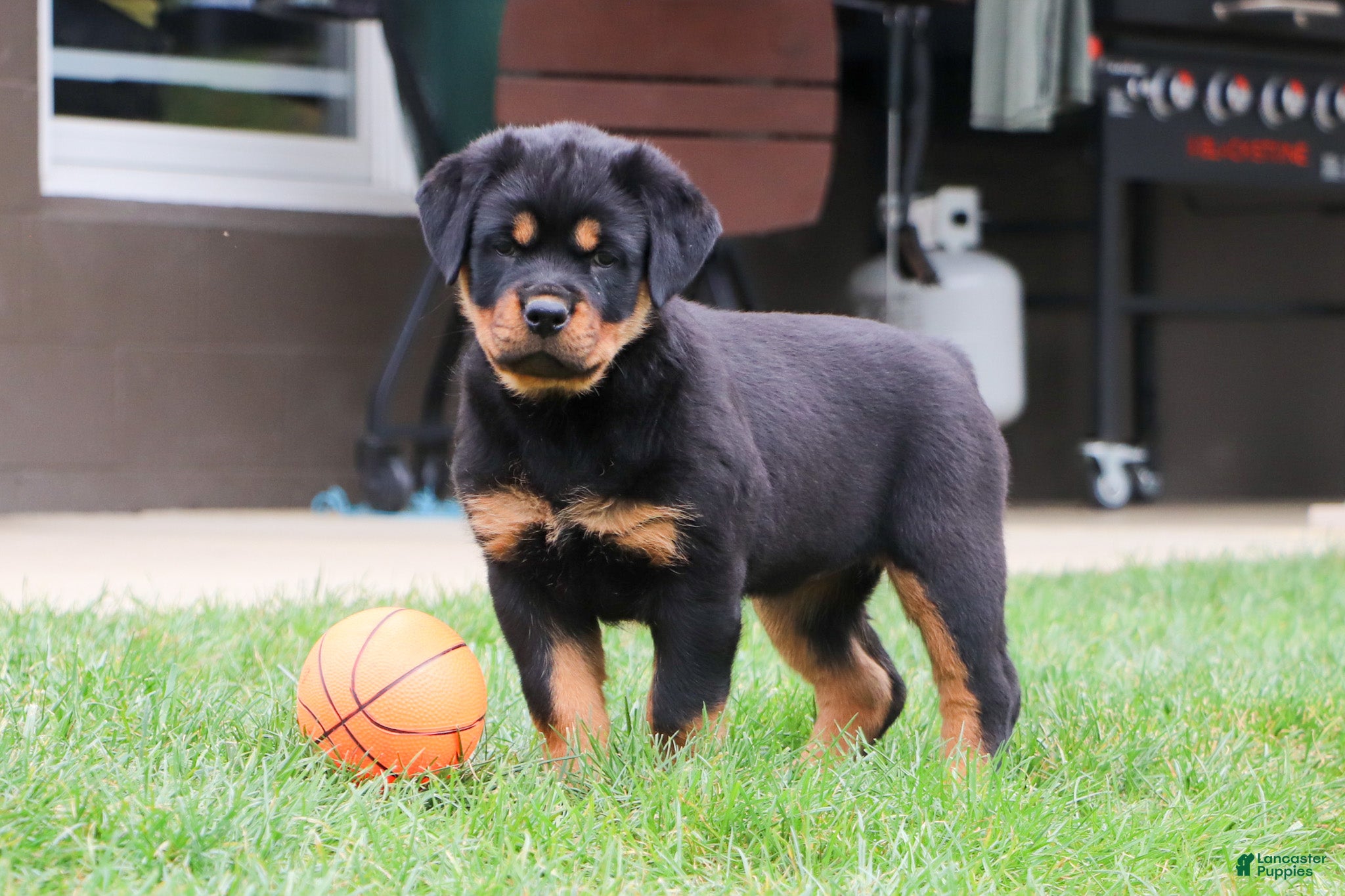 Rottweiler dogs Annabelle - Ad 1