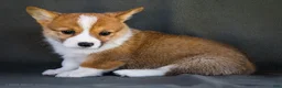 Welsh Corgi Pembroke dogs for sale: Bitsie - Ad 6