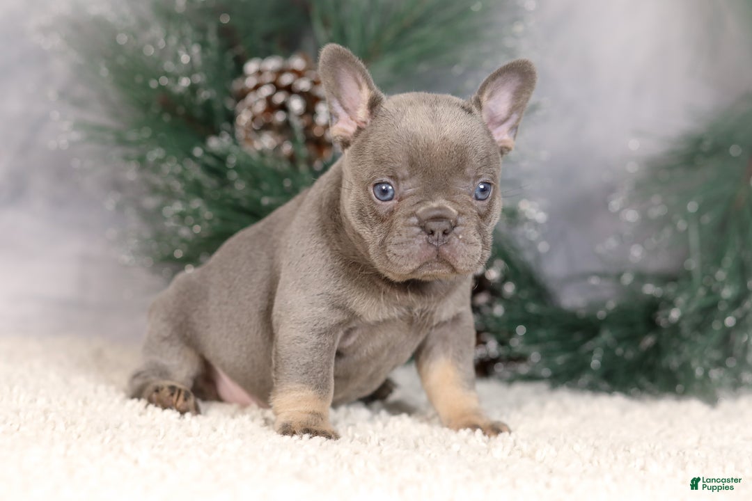 French Bulldog dogs for sale: Bluey - Ad 6