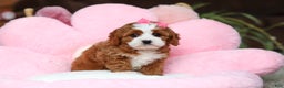 Cavapoo dogs for sale: Lilly - Ad 6