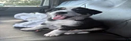 Border Collie dogs for sale: Bella the flash - Ad 1