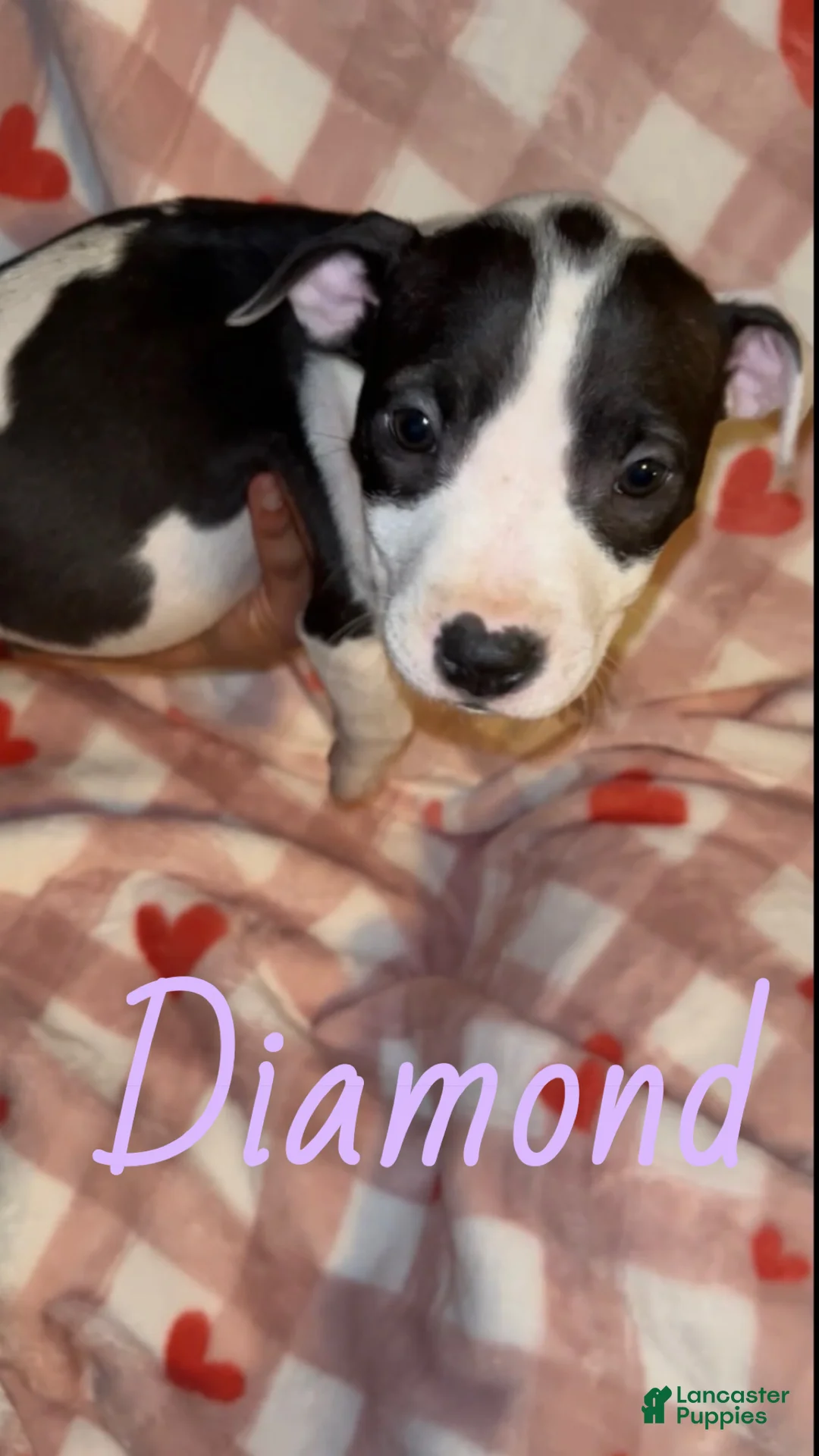 American Pit Bull Terrier dogs for sale: Diamond  - Ad 3