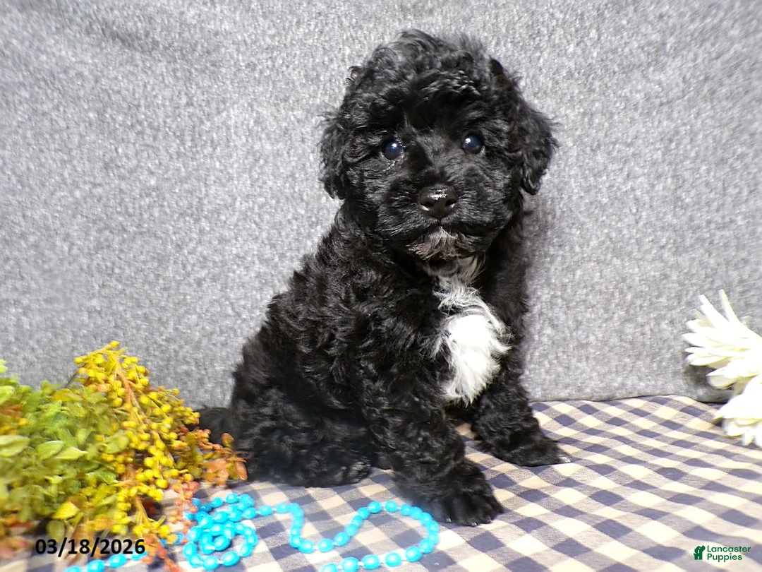 Havapoo dogs for sale: Knight - Ad 1