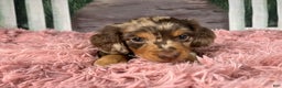 Miniature Dachshund dogs for sale: AKC-Becca - Ad 11